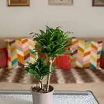Happy Brook Appartement *